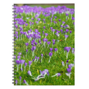 Lila Crocuses Blume Notebook Notizblock