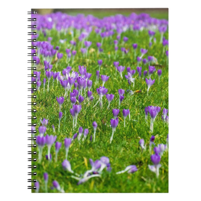 Lila Crocuses Blume Notebook Notizblock (Vorderseite)
