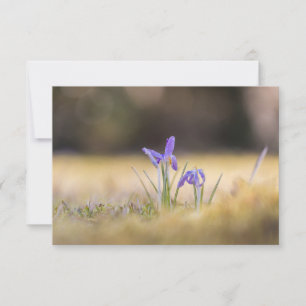 Lila Crocuses Nature Foto Card