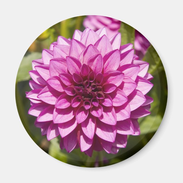 Lila Dahlia Magnet (Vorne)