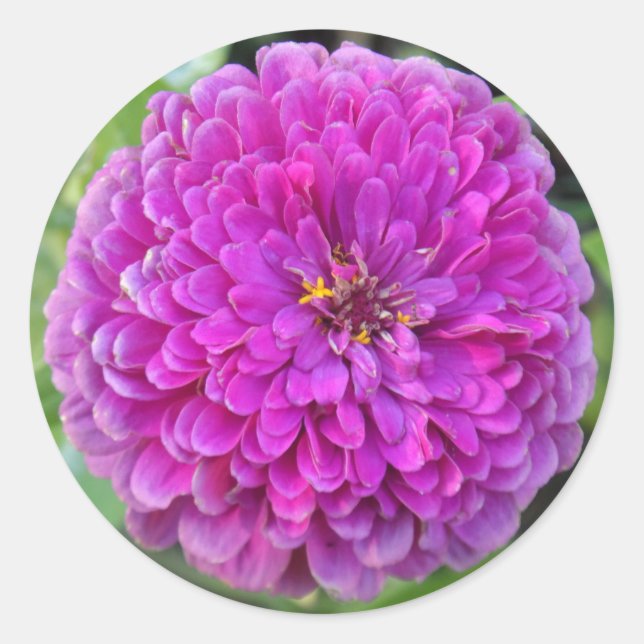 Lila Dahlia Runder Aufkleber (Vorderseite)