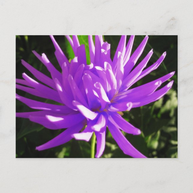 Lila Dahlie Postkarte (Vorderseite)