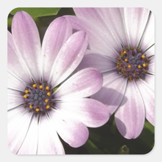 Lila Daisies Quadratischer Aufkleber (Vorderseite)