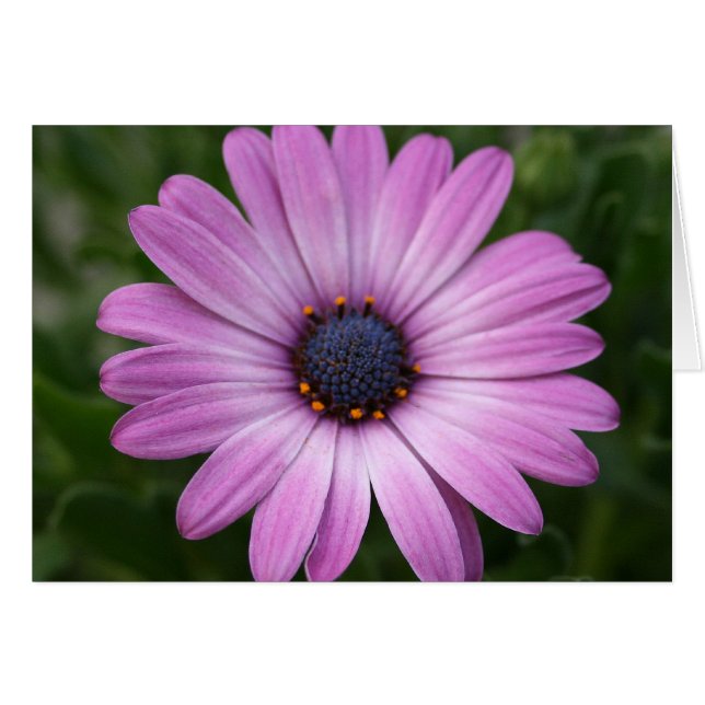 Lila Daisy (Vorderseite (Horizontal))