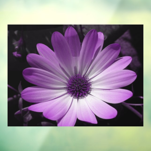 Lila Daisy-Blume Fensteraufkleber (Blatt 3)
