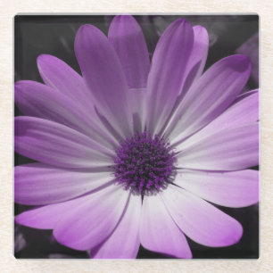 Lila Daisy Blume Glass Untersetzer