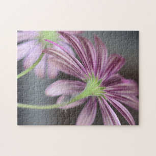 Lila Daisy-Blume - Naturfotografie