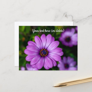 Lila Daisy Blume Postkarte