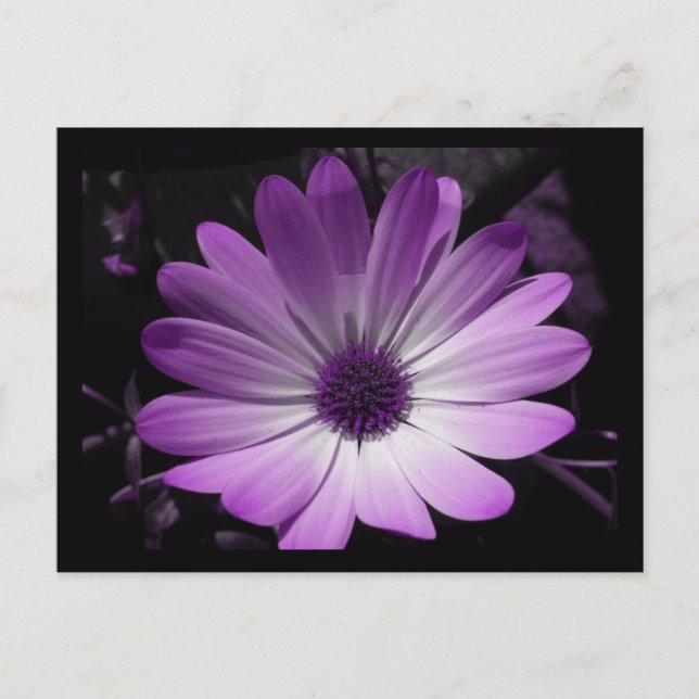 Lila Daisy Blume Postkarte (Vorderseite)