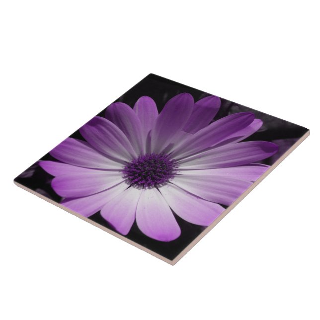 Lila Daisy Blume Tile Fliese (Seite)