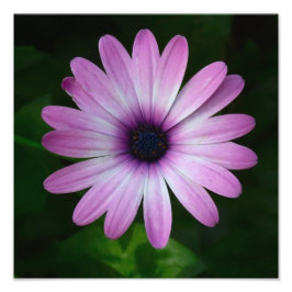 Lila Daisy Foto Wallart