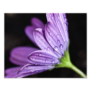 Lila Daisy Osteospermum-Blume Fotodruck