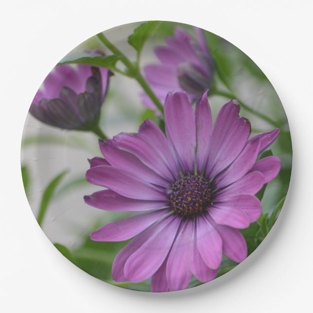Lila Daisy Pappteller (Vorderseite)