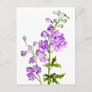 Lila Delphine in Aquarellkartons Postkarte