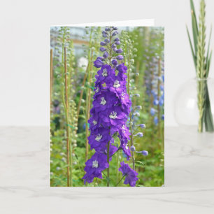 Lila Delphinium-Blume bedrucken Grußkarte Karte