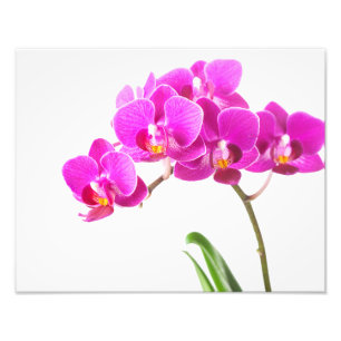 Lila Dendrobium Orchid Tropische Blume Fotodruck