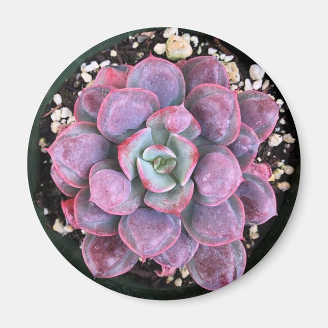 Lila Echeveria Raindrops Sukkulent Magnet (Vorne)