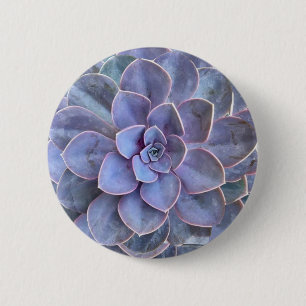 Lila Echeveria-Sukkulatur Button