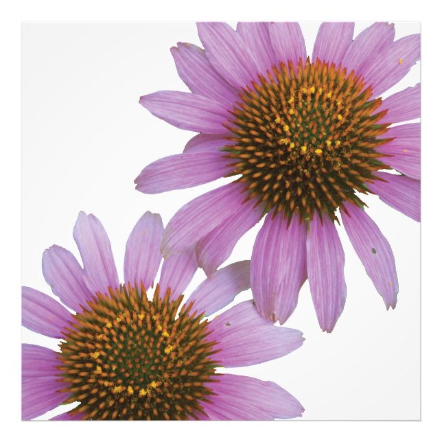 Lila Echinacea Fotodruck (Vorne)