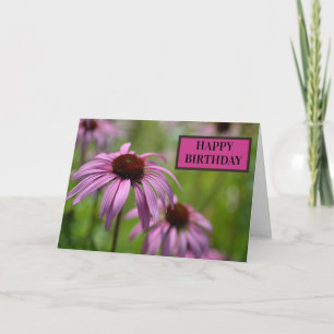 Lila Echinacea-Kegelblumen im RHS Wisley Karte
