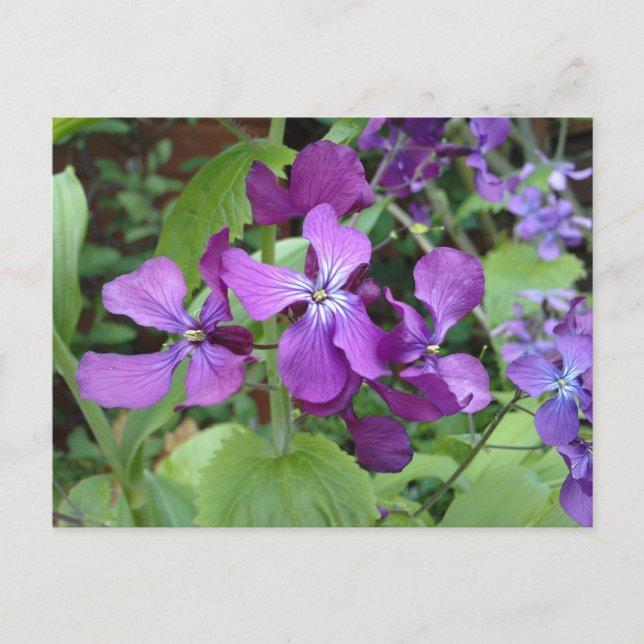 Lila Ehrlichkeit Blume Postkarte (Vorderseite)