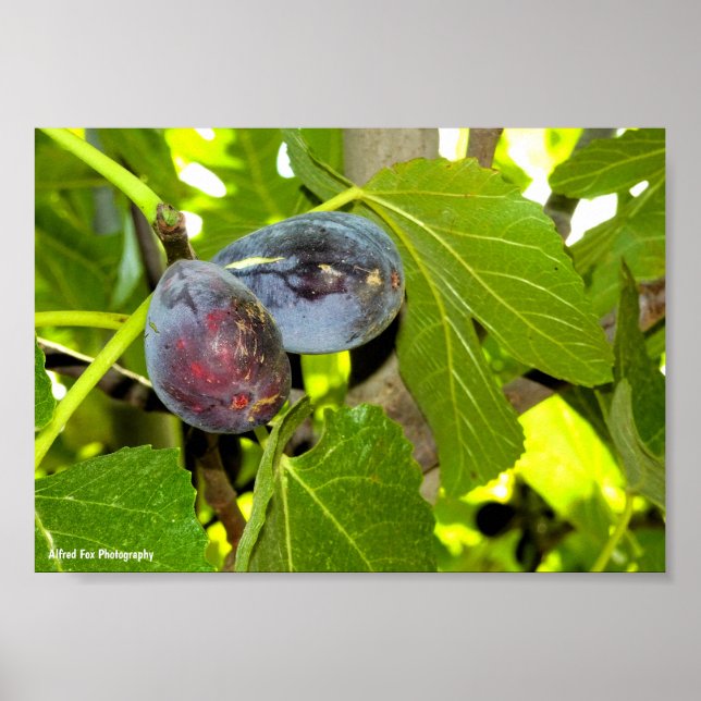 Lila Feigen am Baum Poster (Vorne)