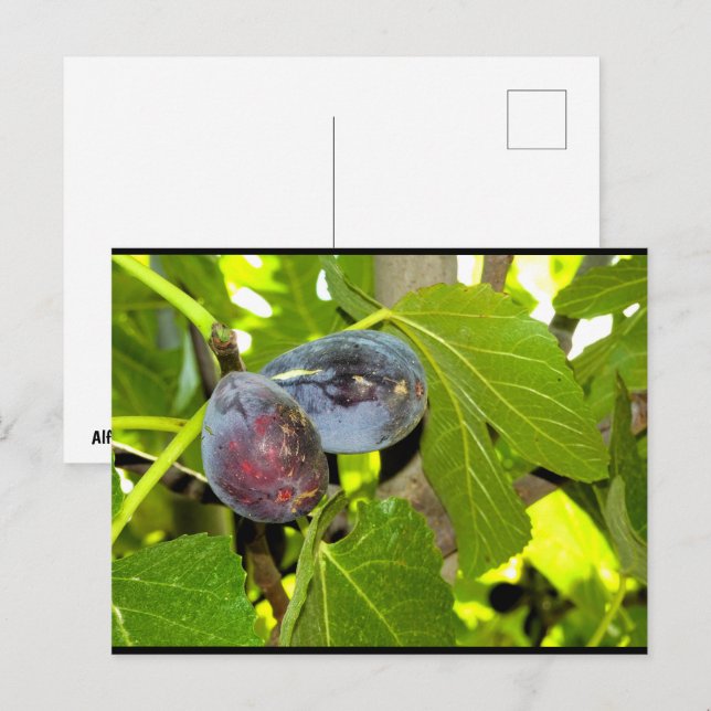 Lila Feigen am Baum Postkarte (Vorne/Hinten)