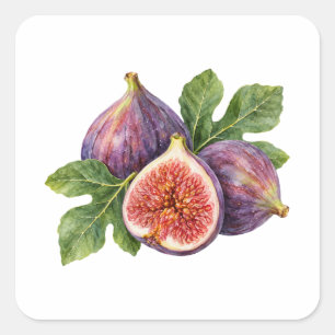 Lila Feigen-Wasserfarbe-Frucht Quadratischer Aufkleber