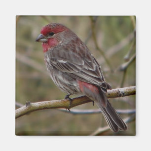 lila Finkmagnet Magnet