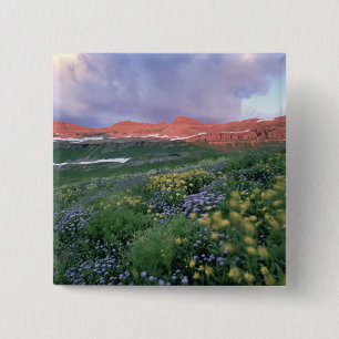 Lila Fleaban (Erigeron peregrinus) und Gelb Button