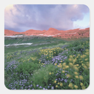 Lila Fleaban (Erigeron peregrinus) und Gelb Quadratischer Aufkleber