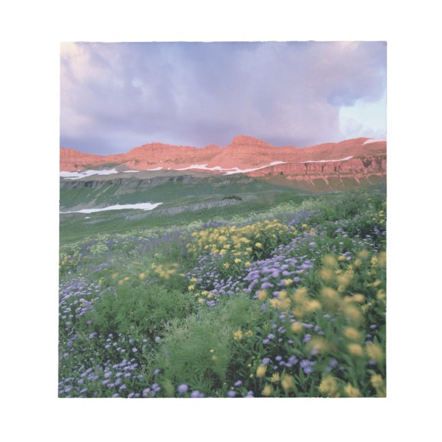 Lila Fleabane (Eigeron peregrinus) und Gelb Notizblock (Vorderseite)