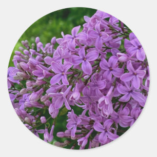 Lila Flieder romantisch elegante lila Blumenfoto Runder Aufkleber