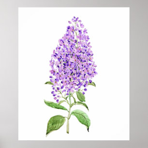 lila Fliederblüten Aquarell Poster
