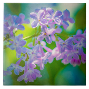 Lila Fliederblüten Fliese