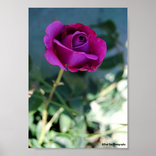 Lila Florale Rose Poster (Vorne)