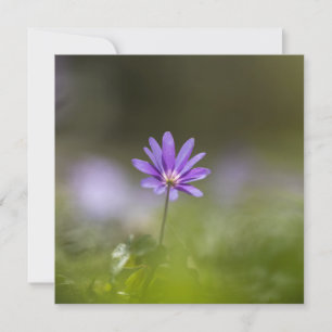 Lila Fotokarte für die Windblume