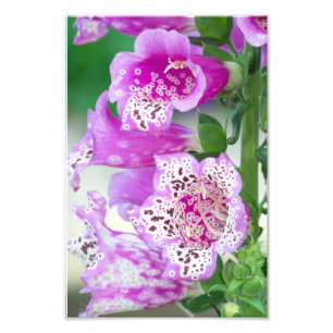 Lila Foxglove im Vollblut Fotodruck