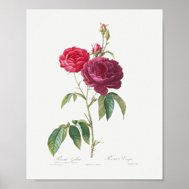 Lila französische Rose Vintage Blumenrosa Maroon R Poster (Vorne)
