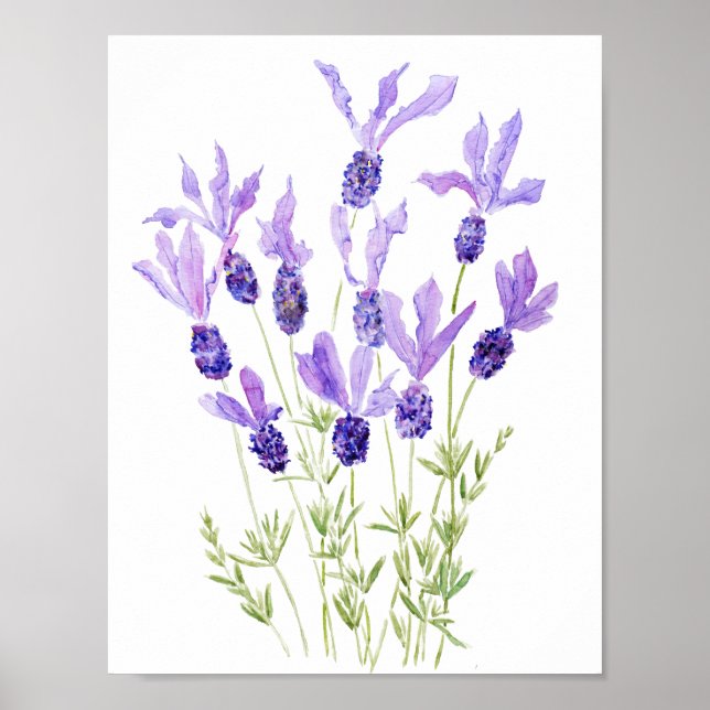 lila französischer Lavendel Poster (Vorne)