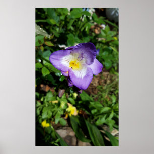 Lila Freesia Blume Poster