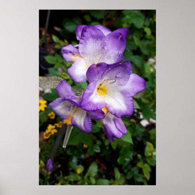 Lila Freesienblüten Poster (Vorne)