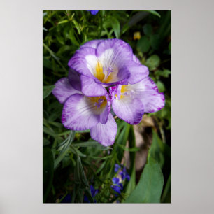 Lila Freesienblüten Poster