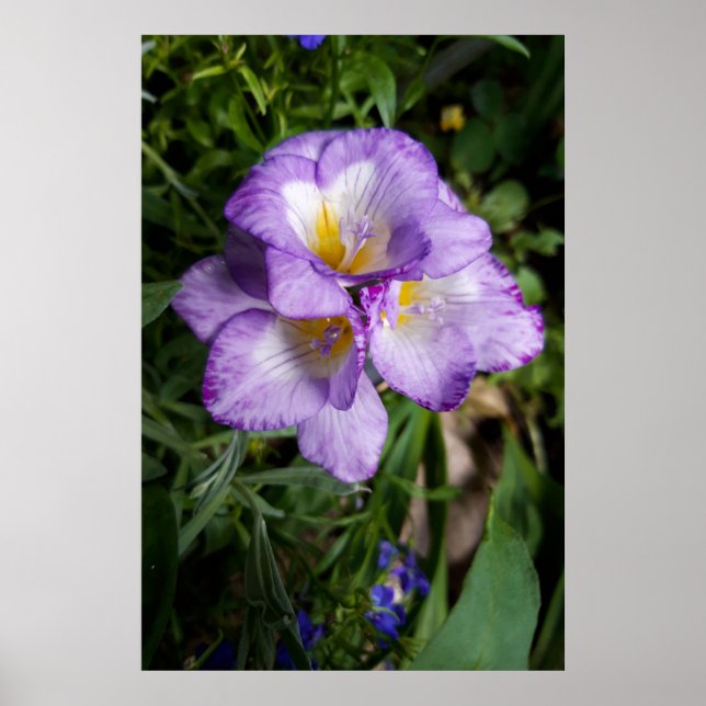 Lila Freesienblüten Poster (Vorne)