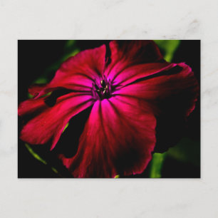 Lila frei lebende Blume pccnm Postkarte