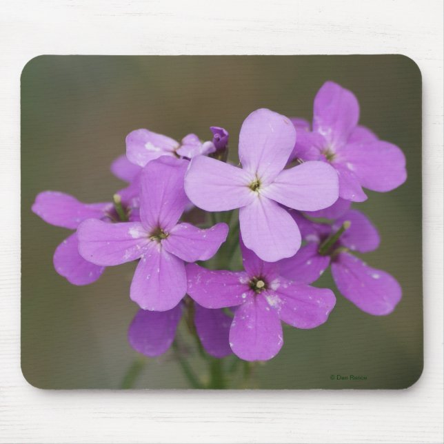 Lila Freifrauen Rocket der Wildblumen-F19 Mousepad (Vorne)