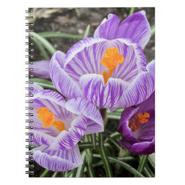 Lila Frühjahrskuken. Notizblock