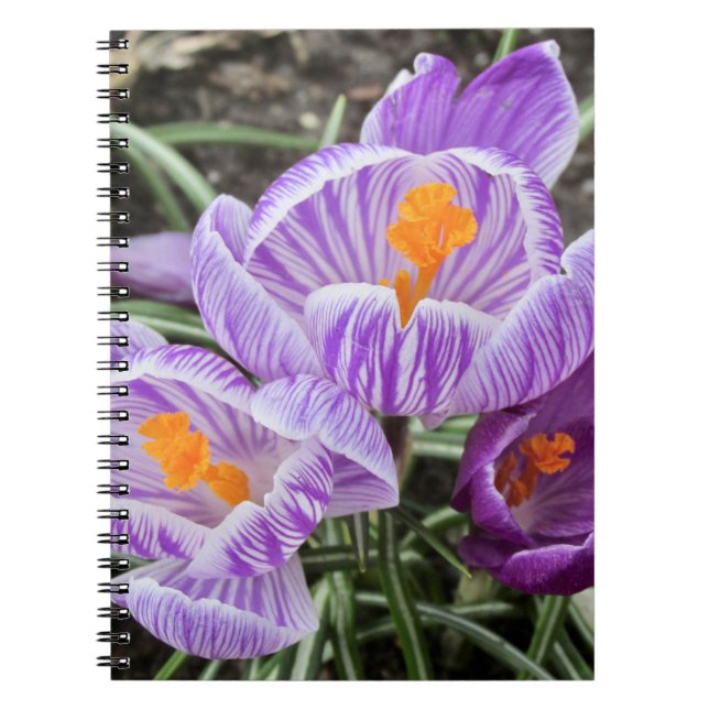 Lila Frühjahrskuken. Notizblock (Vorderseite)