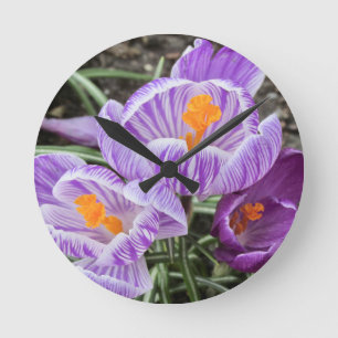 Lila Frühjahrskuken. Runde Wanduhr