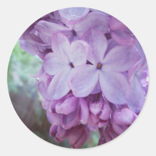 Lila Frühling Runder Aufkleber